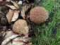 Tüskés pöfeteg (Lycoperdon echinatum), Zemplén